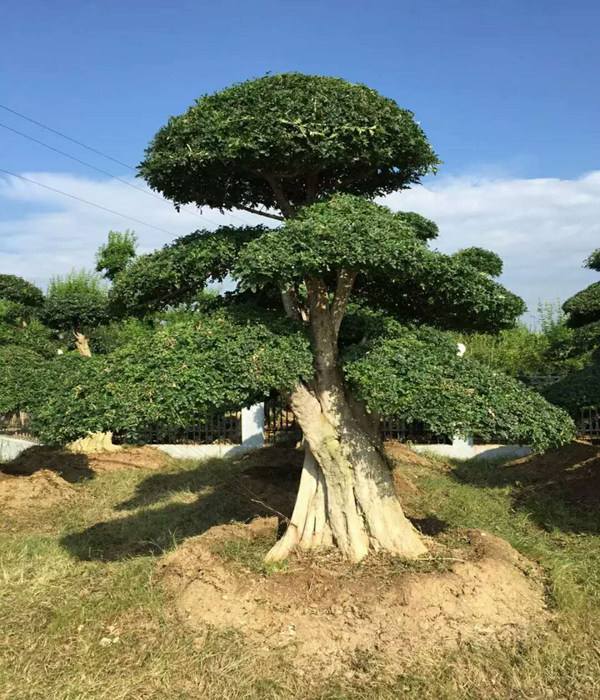 速生白蜡（老白蜡）和对节白蜡有什么不同？