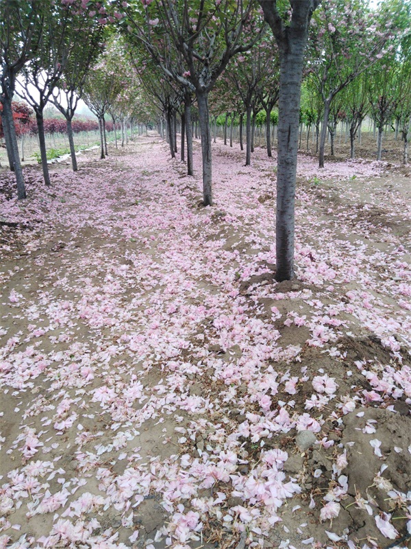 樱花树多少钱一棵？最新樱花树市场价格