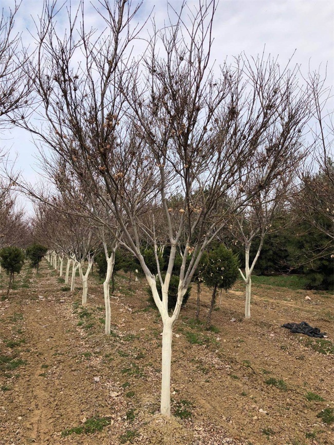 日本红枫